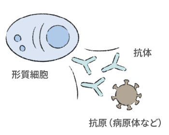 病原体などの異物（抗原）