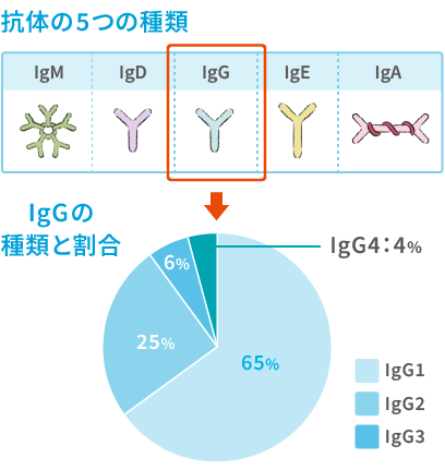 抗体の5つの種類