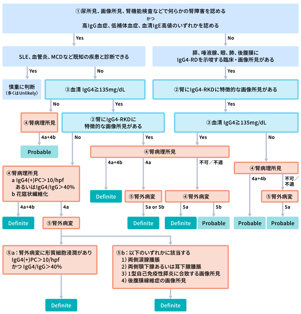 IgG4関連腎臓病の診断のアルゴリズム図